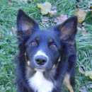 Raven was adopted in March, 2005